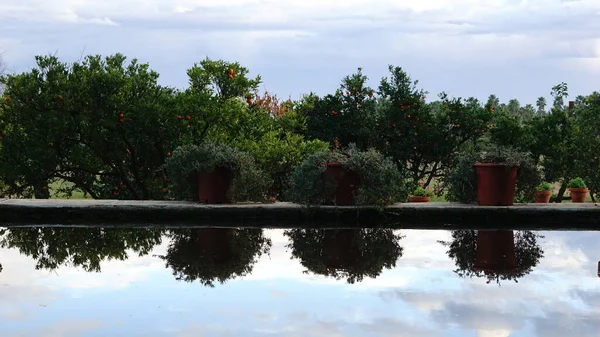 Reflexión Las Plantas Estanque — Foto de Stock