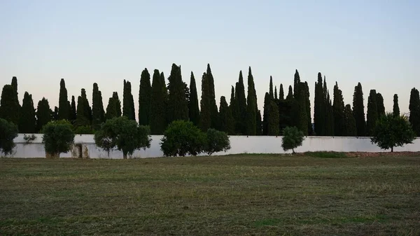 Bosque Ciprés Cielo Nocturno — Foto de Stock