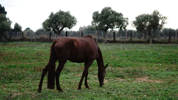Horse Grazing Meadow — Stock Photo, Image