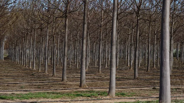 Impianto Intensivo Alberi Inverno — Foto Stock