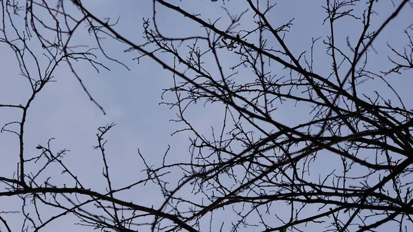 在天空背景下的干树冠 — 图库照片