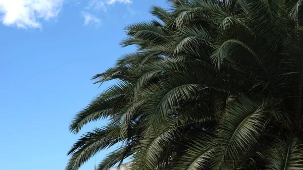 Пальма Листья Небе — стоковое фото