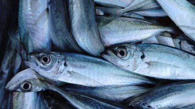 Durak pazarı taze balık