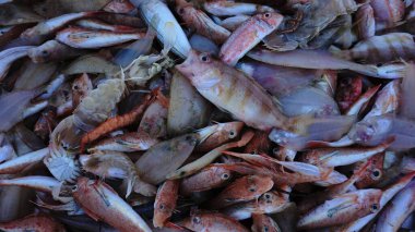 Arka planda taze balık var.