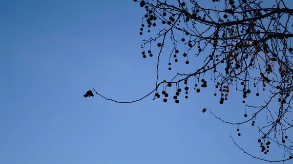 Branches Arbres Sans Feuilles Contre Ciel — Photo