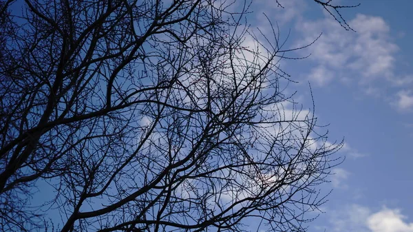 Lövlösa Träd Grenar Mot Himlen — Stockfoto