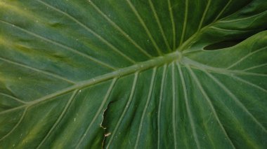 Tropikal yeşil yaprak damarlarının ayrıntıları