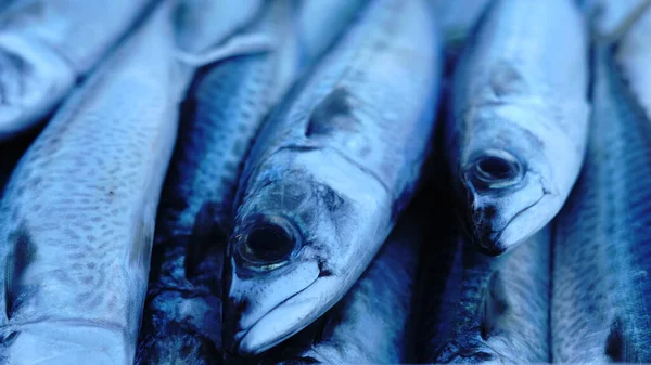 close up of fresh fish as a background