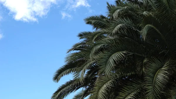 Palmeira Folhas Contra Céu — Fotografia de Stock