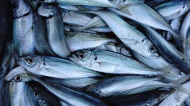 Yeni yakalanmış çiğ balıkları kapatın.