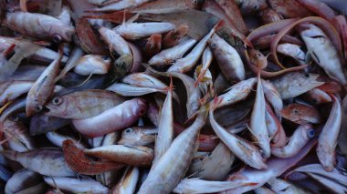 Taze yakalanmış çiğ balık detayı