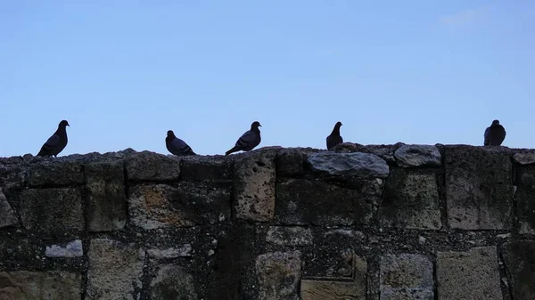 Silhouette Pigeons Sur Mur Pierre — Photo