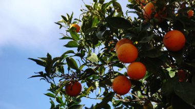 Gökyüzüne karşı portakal dalı