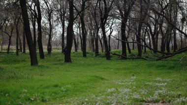 Ormanda yeşil çimlerin üzerinde yapraksız ağaçlar