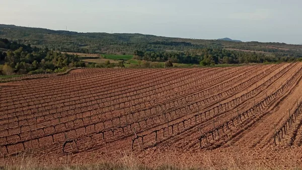 Wijngaarden Het Voorjaar Tussen Bossen — Stockfoto