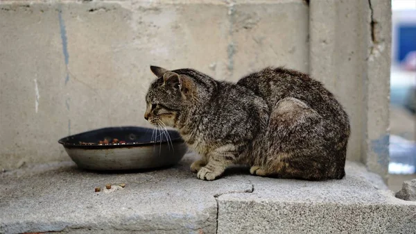 Gato Calle Comiendo Plato —  Fotos de Stock