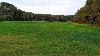 Arka planda orman olan çim çayırı manzarası