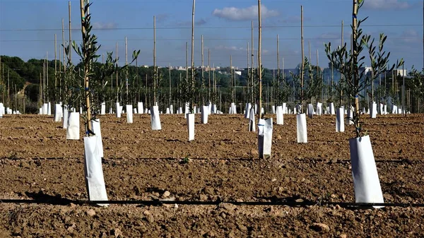 Taze zeytin ağaçları,