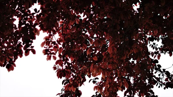 Rote Baumblätter Gegen Den Himmel — Stockfoto