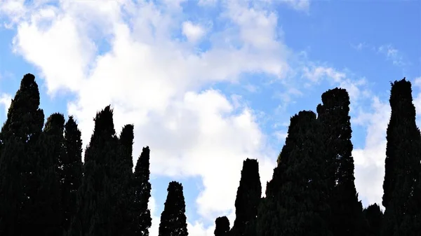 Кипарисове Дерево Проти Хмари — стокове фото