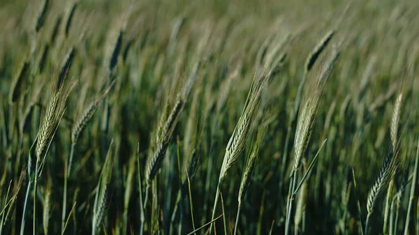 Green Ears Wheat Wind — Stock Photo, Image