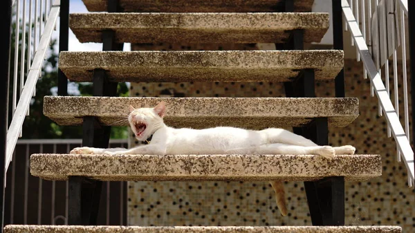 Gato Perezoso Acostado Una Escalera Bostezando —  Fotos de Stock