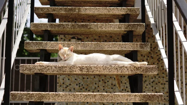 Gato Preguiçoso Deitado Nas Escadas — Fotografia de Stock