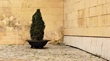 Kentsel çalı taş cephesine karşı