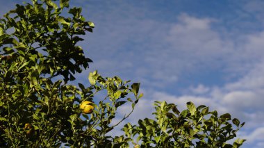 limon ağacı mavi gökyüzüne karşı