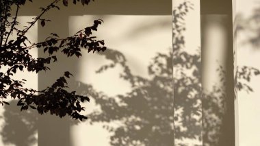 Arkaplan olarak duvardaki çalı gölgeleri