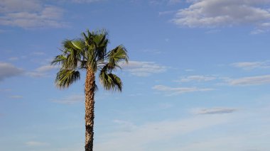 Washington ağacı palmiyesi mavi gökyüzü arkaplanına karşı