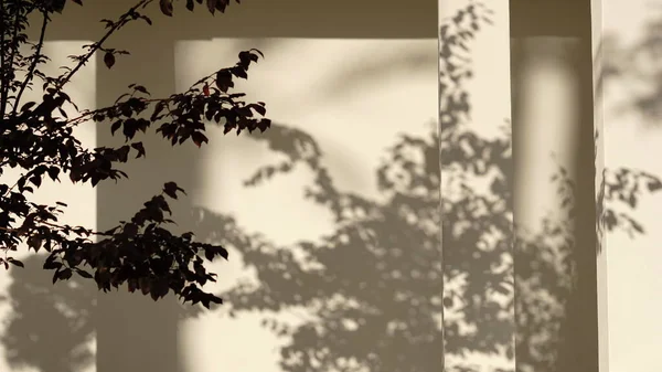 Arkaplan olarak duvardaki çalı gölgeleri