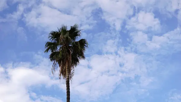 Washingtonia Пальмы Голубом Фоне Неба — стоковое фото