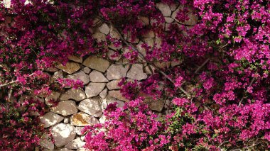 Bougainvillea taştan duvarda