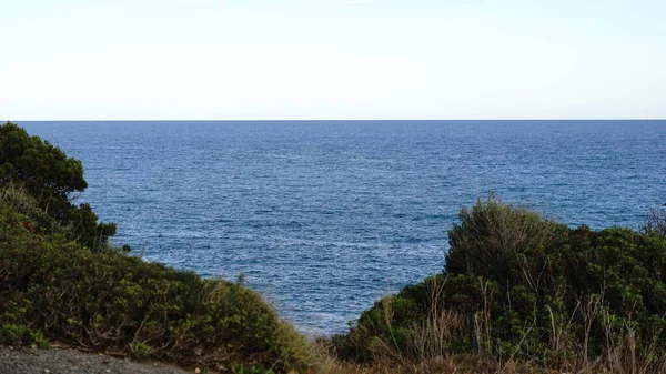 Denizin önündeki çalılar