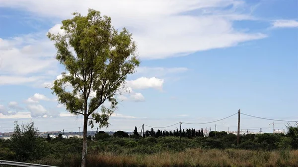 Eucalipto Lote Vazio — Fotografia de Stock