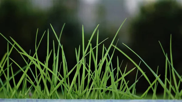 Strand Green Grass Background — Fotografia de Stock