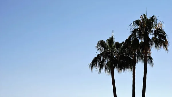 stock image palm tree against blue sky