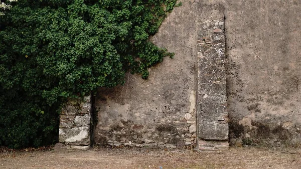 Mur Rustique Avec Plante Grimpante — Photo