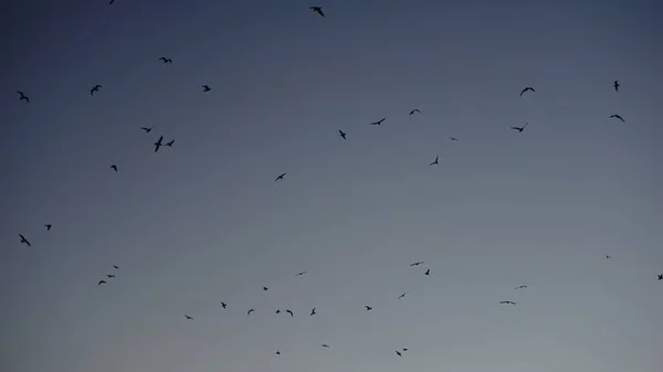 Céu Com Silhueta Pássaro Como Fundo — Fotografia de Stock