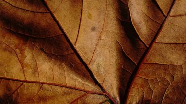 Kurumuş kahverengi yaprağın makro görüntüsü ayrıntılı damar yapılarını, sıcak toprak tonlarını ve organik dokuları gösteriyor.