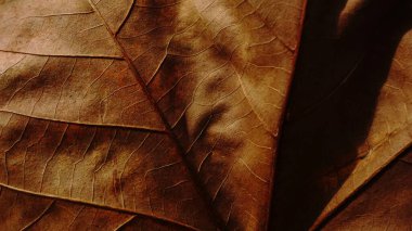 Close-up of dried autumn leaf texture