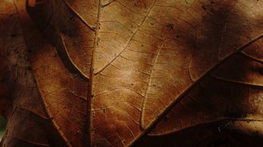 Katmanlı yüzeyleri, görünür damarları, ince çatlakları, toz parçacıklarını ve çakışan kenarları gösteren kurumuş kahverengi izinlerin yakın çekimi.