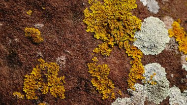 Taş yüzeyi sarı liken