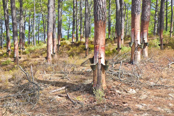 Çam ağaçlarının gövdelerinden doğal reçinenin çıkarılması — Stok fotoğraf