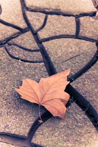 Isolated dry leaf on dry ground
