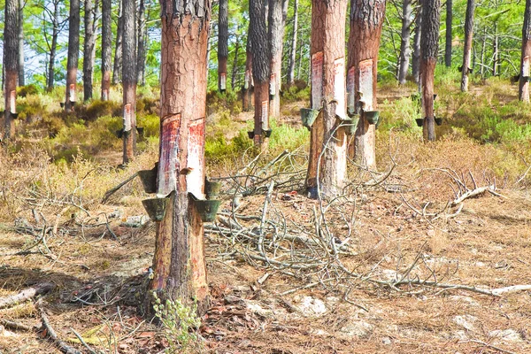 Extração de resina natural de troncos de pinheiros — Fotografia de Stock