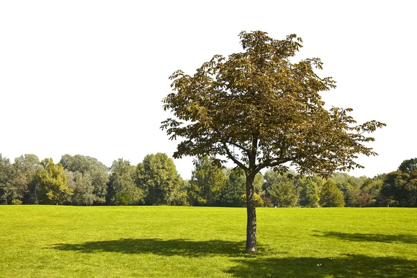Árbol aislado en un prado verde en un fondo blanco perfecto — Foto de Stock