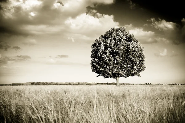 Isolerade träd i en Toscana wheatfield - (Toscana - Italien) — Stockfoto