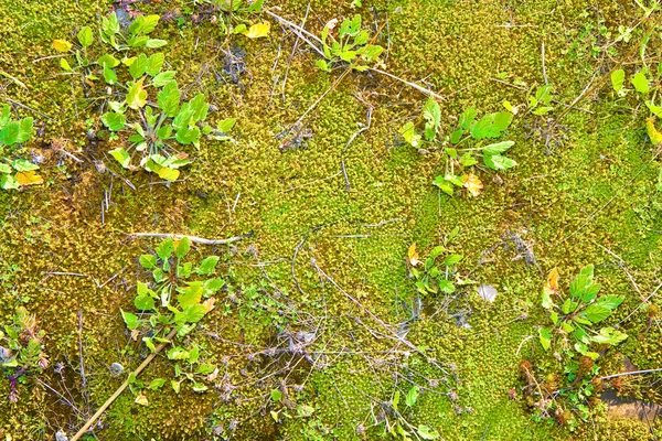 Musk background seen from above — Stock Photo, Image